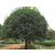 20公分的桂花树价格_百佳园林绿化(在线咨询)_达州桂花树缩略图1