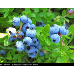L蓝莓浓缩果汁白利度65美国加州浓缩果汁工厂大桶270批发