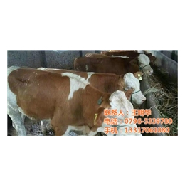 江西肉牛、明发肉牛养殖销售、江西肉牛养殖场