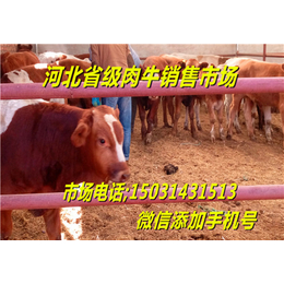 肉牛养殖张北县肉牛犊在王成牲畜交易部