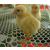 诺克 塑料平网 养殖防护网 鸡床网 小鸡脚垫网缩略图2