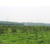 油松苗木、北京油松苗、绿都园林(查看)缩略图1