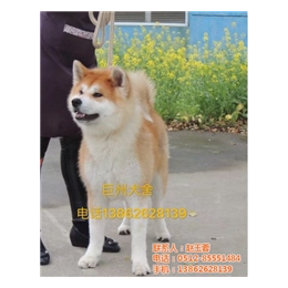 秋田犬,秋田犬公犬,巨洲犬舍(****商家)