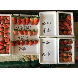 乾纳瑞农业科技优惠价_草莓苗_甜查理草莓苗