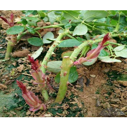 月季苗种植基地、夏春花卉、玉溪月季苗