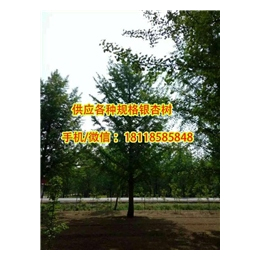 20公分精品银杏树|阳光银杏苗圃场(在线咨询)|精品银杏树