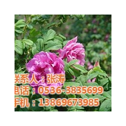 节日花卉,青州君诚花卉苗木公司,节日花卉种植基地