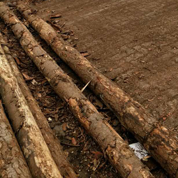 打桩用木材   2-6m   湿地松   10cm直径