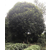 骏达园艺(图),雅安高杆桂花树种植,雨城区高杆桂花树缩略图1