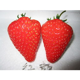 草莓苗,乾纳瑞农业科技公司售,丰香草莓苗