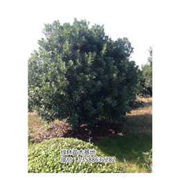 绿林苗木给您齐全品种(多图),大杨梅树价格