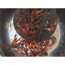 龙虾养殖技术、元泉湾生态龙虾生产、本溪龙虾养殖