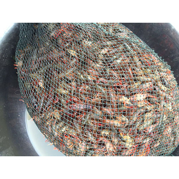 浙江龙虾养殖,元泉湾生态龙虾饲养,龙虾养殖技术指导