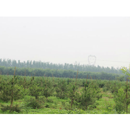 油松苗|北京油松苗|绿都园林(查看)