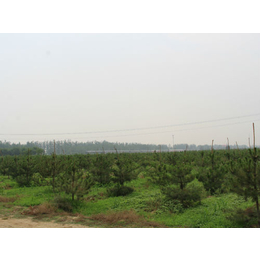 5米油松价格_绿都园林(在线咨询)_北京油松苗