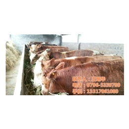 大型肉牛养殖场,肉牛养殖场,明发肉牛养殖销售