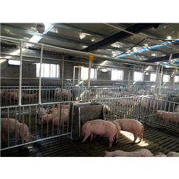 牧鑫养殖品质看得见(图)、猪舍料线价格、猪舍料线