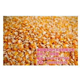 回收玉米杆_傲农农业(在线咨询)_双鸭山回收玉米