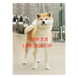 秋田犬价格_巨洲犬舍(在线咨询)_秋田犬