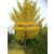 银杏树价格表、阳光银杏苗圃场、银杏树缩略图1
