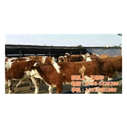 明发肉牛养殖销售(图)、西门塔尔肉牛哪家好、西门塔尔肉牛