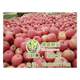 大连市新品种洛川苹果,新品种洛川苹果园区,景盛果业