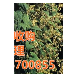 收购何首乌苗_何首乌_凯欣中药材(查看)