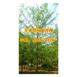 12公分银杏树,宏松苗木,银杏