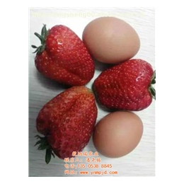 *草莓苗、乾纳瑞农业科技欢迎您、上海草莓苗