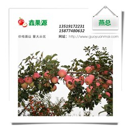 买苹果找鑫果源农业、长期****红富士苹果供应、江西红富士