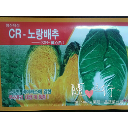 韩国CR黄心白菜种子