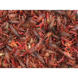 龙虾养殖供应商|元泉湾生态龙虾厂家|绥化龙虾养殖