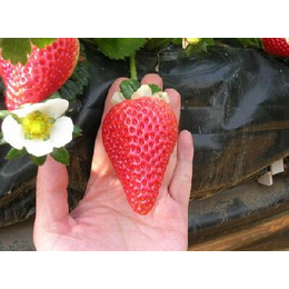 咖啡草莓苗_焦作草莓苗_乾纳瑞农业科技优惠价