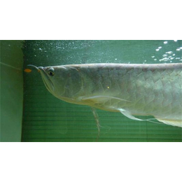 庆祥伟业观赏鱼(多图)|银龙鱼养殖