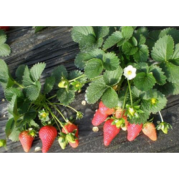 济南草莓苗、乾纳瑞农业科技公司售、奶油草莓苗价格