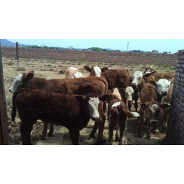 明发肉牛养殖销售(图)|广东肉牛批发价格|肉牛批发价格