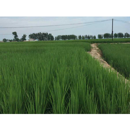 绿色大米购买,怡粒米（100克）,绿色大米
