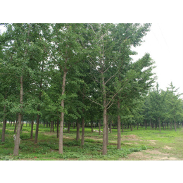 银杏树种植、北京银杏、绿都园林