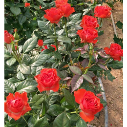 卡罗拉玫瑰种苗种类,卡罗拉玫瑰种苗,红瑞花卉(查看)