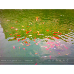 杭州一禾园林景观|扬州鱼池改造|鱼池改造施工