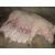 猪饲料厂家,濮阳市普惠农生物科技(在线咨询),聊城猪饲料缩略图1
