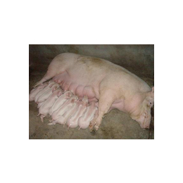猪饲料生产厂,信阳猪饲料,濮阳市普惠农生物科技(查看)
