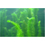 北京黑藻|白洋淀绿荷水生植物|轮叶黑藻缩略图1