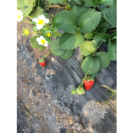 京郊小白草莓苗,辽源草莓苗,乾纳瑞农业科技优惠价