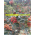 韩城花椒树价格 花椒树价格 花椒树苗多少钱一棵缩略图1