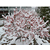 北美冬青图片|陌上源林(在线咨询)|阿图什北美冬青缩略图1
