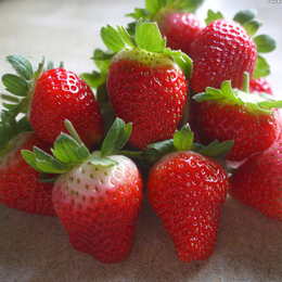 草莓苗批发基地_乾纳瑞(在线咨询)_上海草莓苗