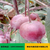 考密斯红梨树苗产地批发 早红梨树苗新品种缩略图3