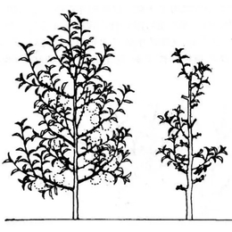 桃树苗运输_枣阳桃花岛(在线咨询)_枣阳桃树苗