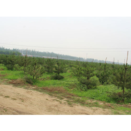 园林油松、天津油松、绿都园林承接绿化工程